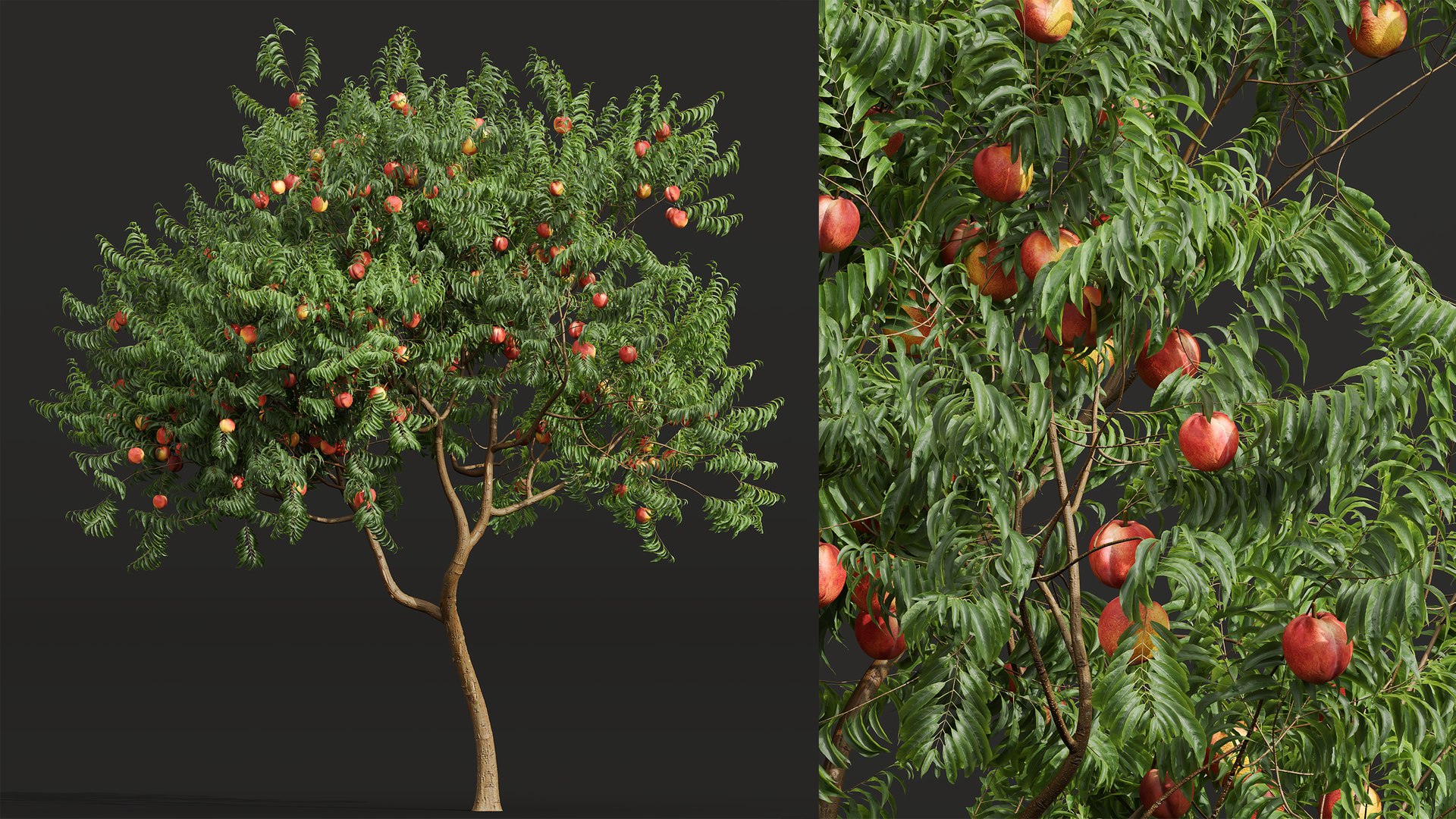 AV Fruit Trees Amygdalus Persica Peach and Prunus Salicina Plum Pflaume 3D model https://p.turbosquid.com/ts-thumb/rm/WPgtFN/Qr/05/png/1754546020/1920x1080/fit_q87/42b5c3689a3e206efb3650f71e12f0bb1b1a1b22/05.jpg