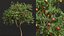 AV 果树 Amygdalus Persica 桃子和李子 Salicina 李子 Pflaume