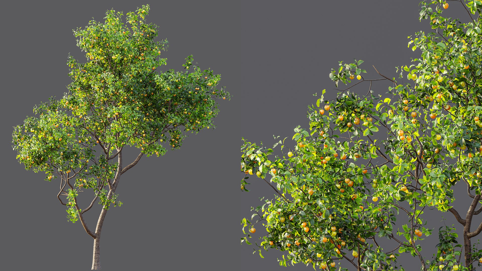 AV Fruit Trees Amygdalus Persica Peach and Prunus Salicina Plum Pflaume 3D model https://p.turbosquid.com/ts-thumb/rm/WPgtFN/Ty/06/png/1754546021/1920x1080/fit_q87/eb7a8739e33163680bfeb2b58bdafa1a867b031d/06.jpg