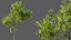 AV 果树 Amygdalus Persica 桃子和李子 Salicina 李子 Pflaume
