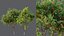 AV 果树 Amygdalus Persica 桃子和李子 Salicina 李子 Pflaume
