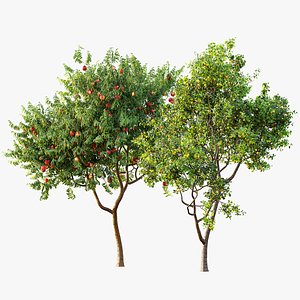 AV Fruit Trees Amygdalus Persica Peach and Prunus Salicina Plum Pflaume 3D model