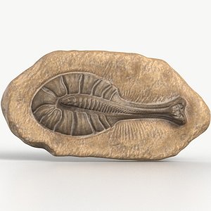 Ancient Fossil 2001 Textured 3D