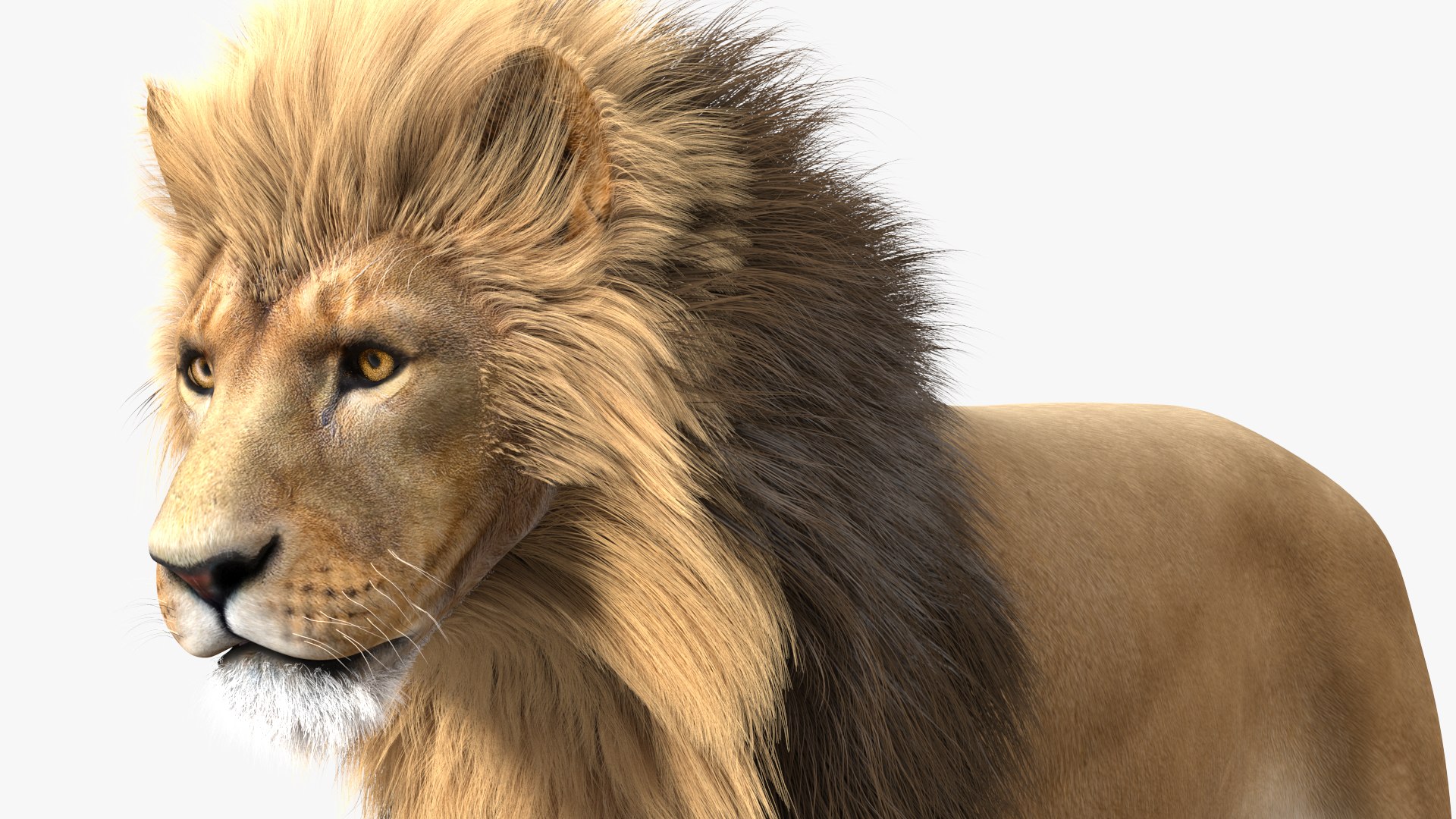 Male Lion Fur Rigged 3D model https://p.turbosquid.com/ts-thumb/rm/aGgjI4/2y/malelionfurriggedvray3dmodel018/jpg/1625040894/1920x1080/fit_q87/4cd5674668fb576329172abce0183341b4a84d10/malelionfurriggedvray3dmodel018.jpg