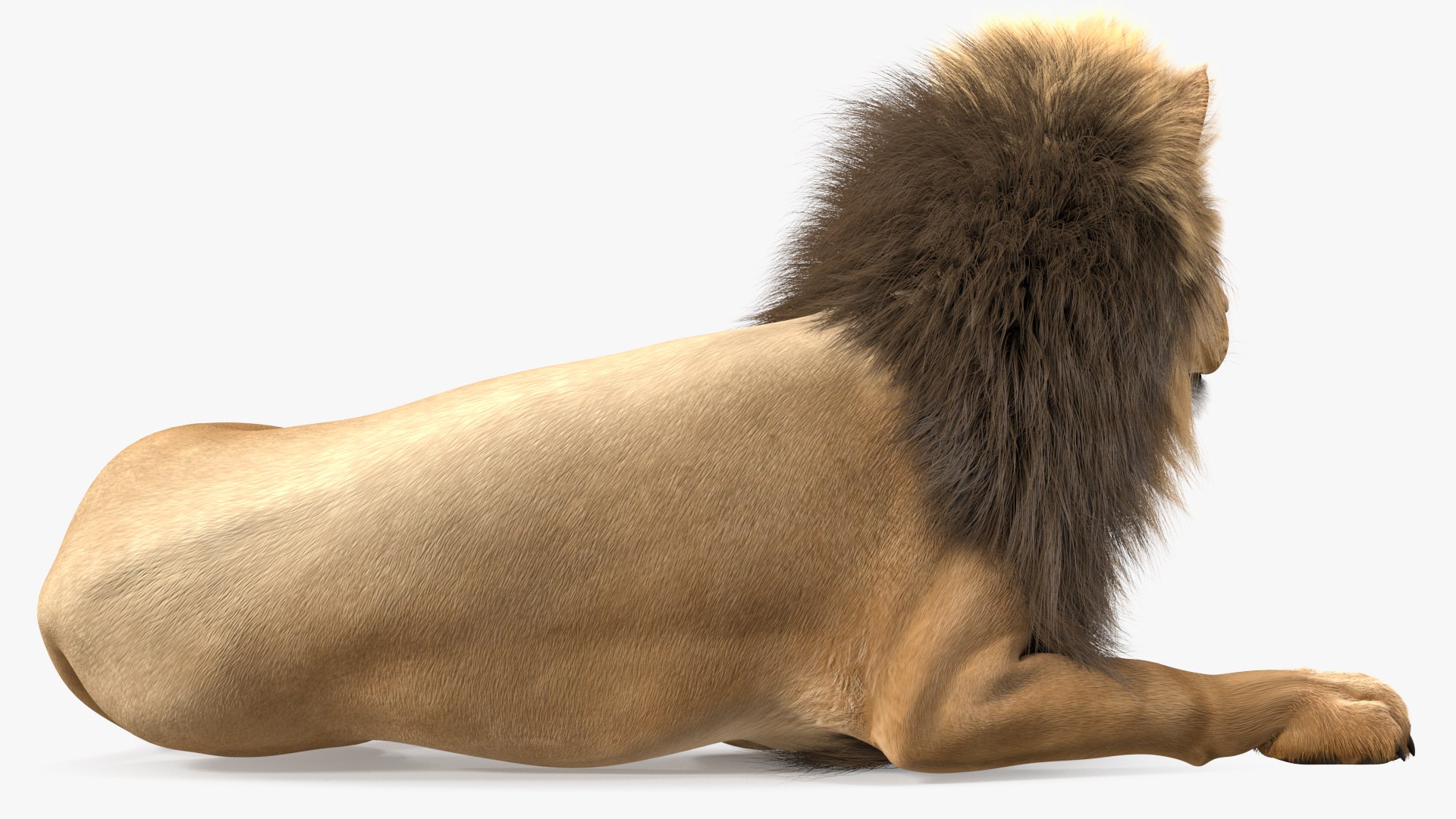 Male Lion Fur Rigged 3D model https://p.turbosquid.com/ts-thumb/rm/aGgjI4/60/malelionfurriggedvray3dmodel017/jpg/1625040892/1920x1080/fit_q87/5af8f95ed35ba68b521c0b6ea1fd77ea4be25953/malelionfurriggedvray3dmodel017.jpg