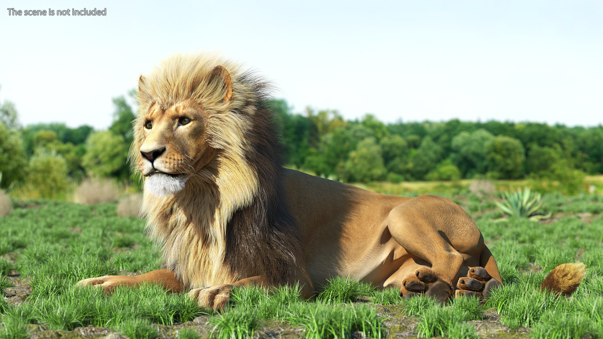 Male Lion Fur Rigged 3D model https://p.turbosquid.com/ts-thumb/rm/aGgjI4/Ai/malelionfurriggedvray3dmodel004/jpg/1625040861/1920x1080/fit_q87/870a1a4371b737badbc2a0c97706471bcba08e5b/malelionfurriggedvray3dmodel004.jpg