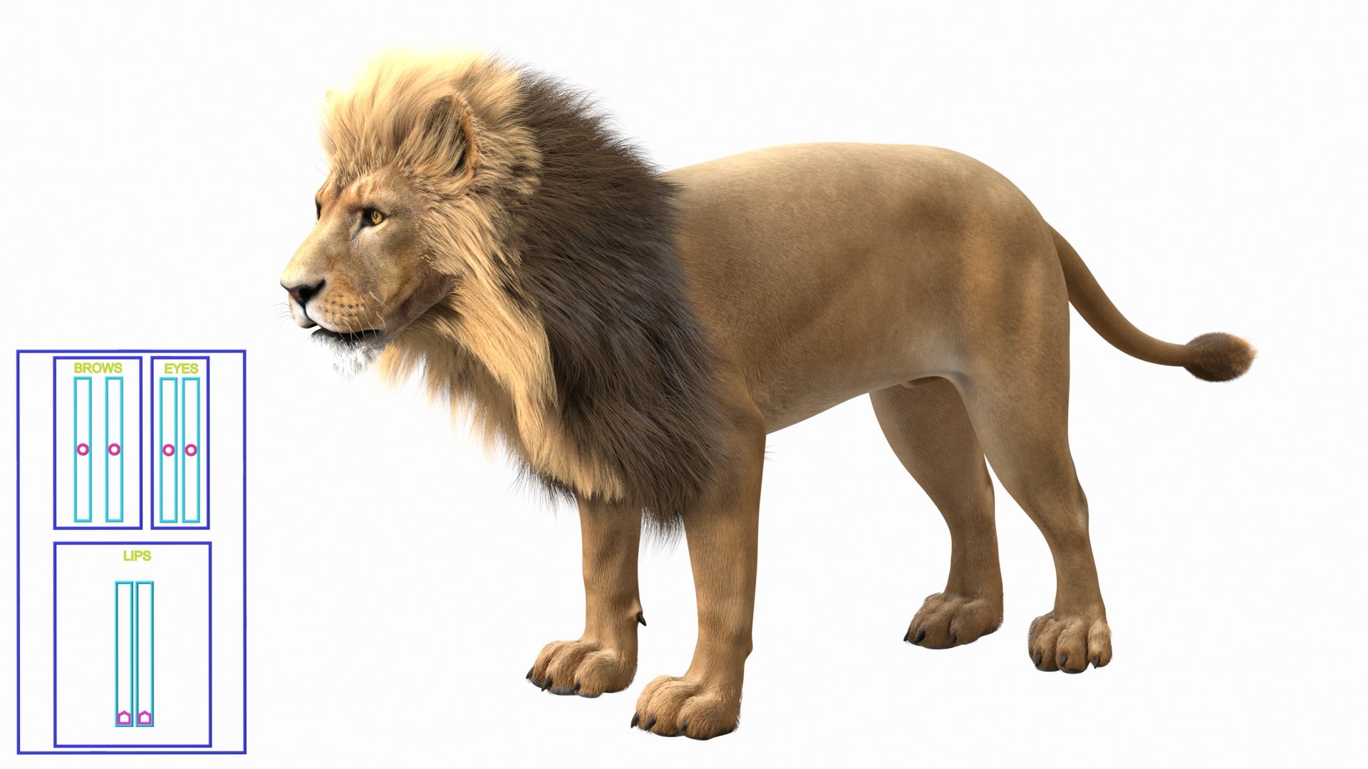Male Lion Fur Rigged 3D model https://p.turbosquid.com/ts-thumb/rm/aGgjI4/Ky/malelionfurriggedvray3dmodel008/jpg/1625040870/1920x1080/fit_q87/a4d39ddbacdea031ba2f0704cd4fa775aea0d34c/malelionfurriggedvray3dmodel008.jpg