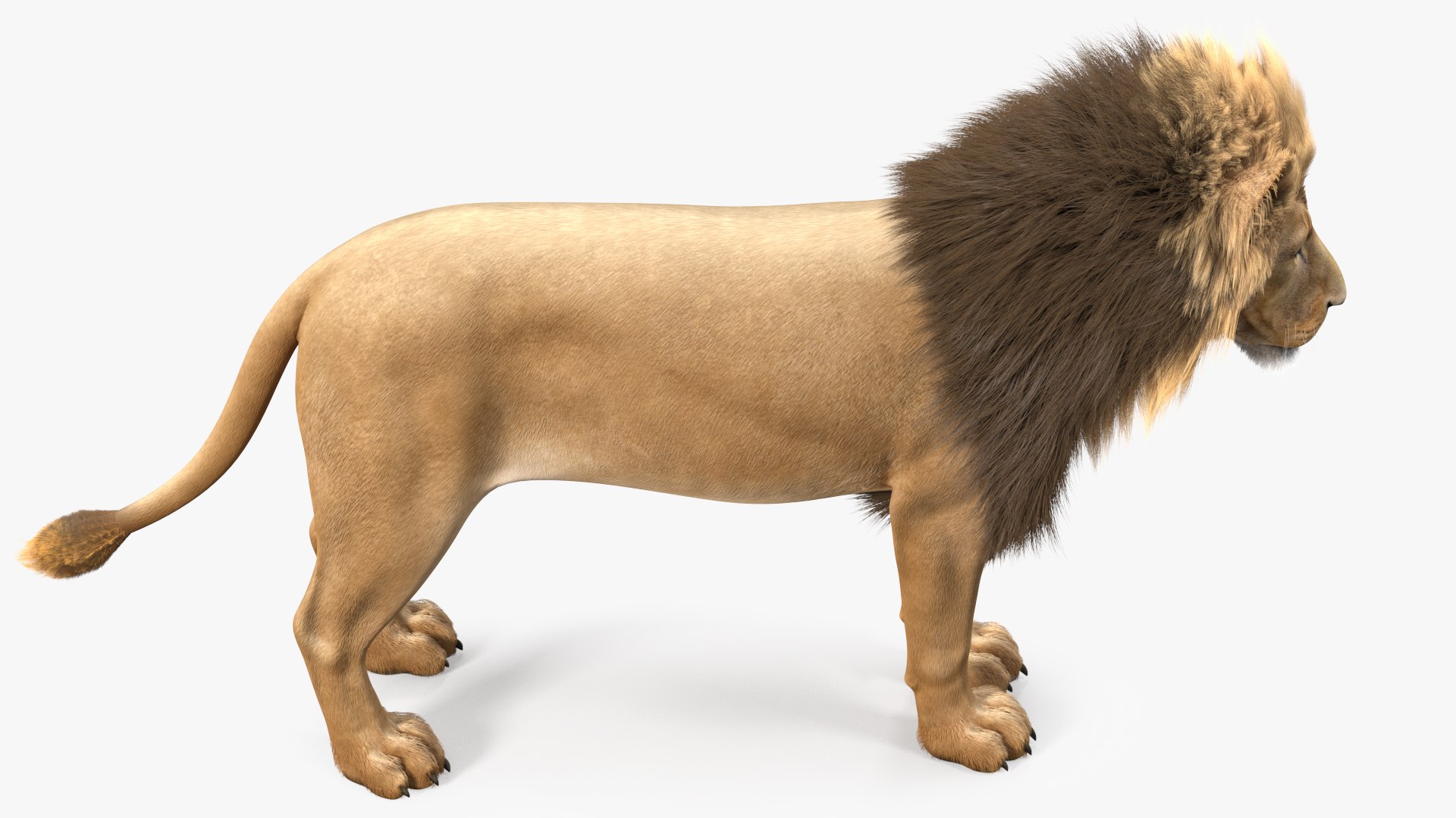 Male Lion Fur Rigged 3D model https://p.turbosquid.com/ts-thumb/rm/aGgjI4/LN/malelionfurriggedvray3dmodel021/jpg/1625040902/1920x1080/fit_q87/fe65dfb019e4d1bbd7e0e04faf29bc881c809722/malelionfurriggedvray3dmodel021.jpg