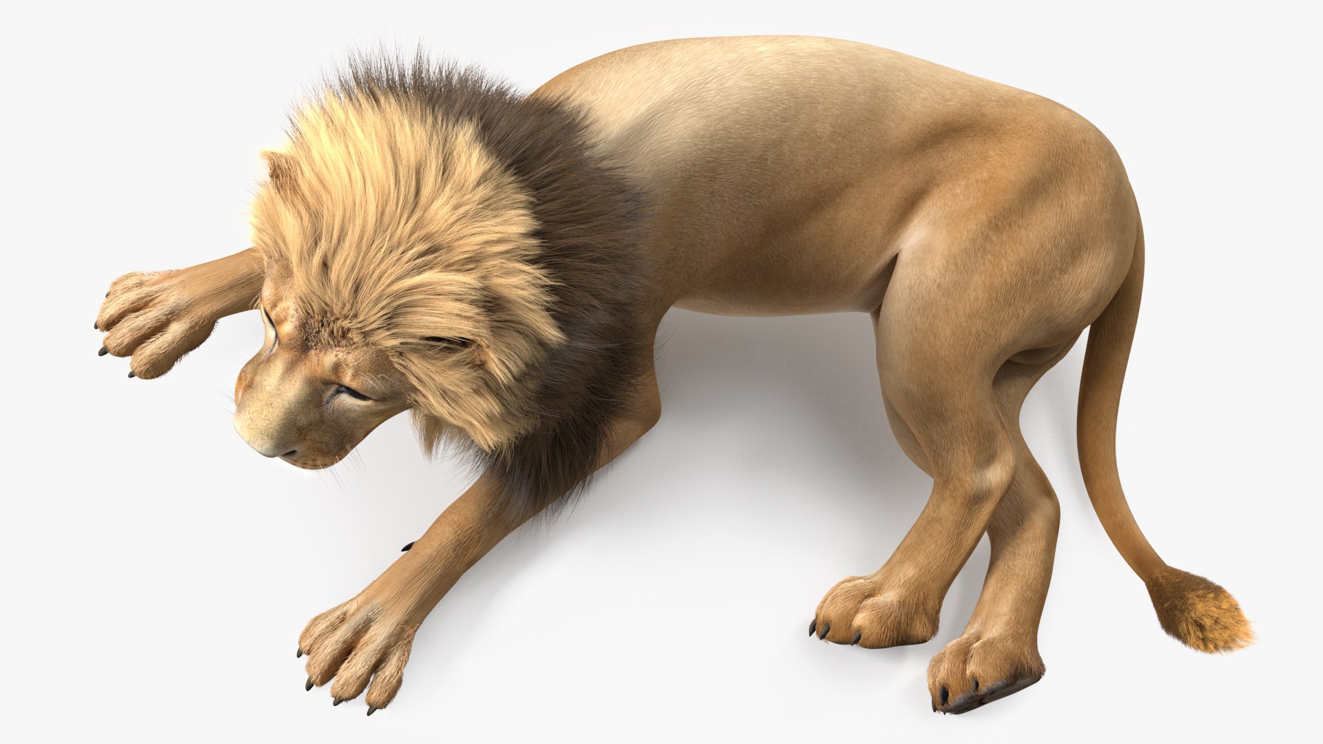 Male Lion Fur Rigged 3D model https://p.turbosquid.com/ts-thumb/rm/aGgjI4/LZ/malelionfurriggedvray3dmodel022/jpg/1625040906/1920x1080/fit_q87/93e02d5ccacbd7e9bbf73dbf1d872a2a5578e2e7/malelionfurriggedvray3dmodel022.jpg