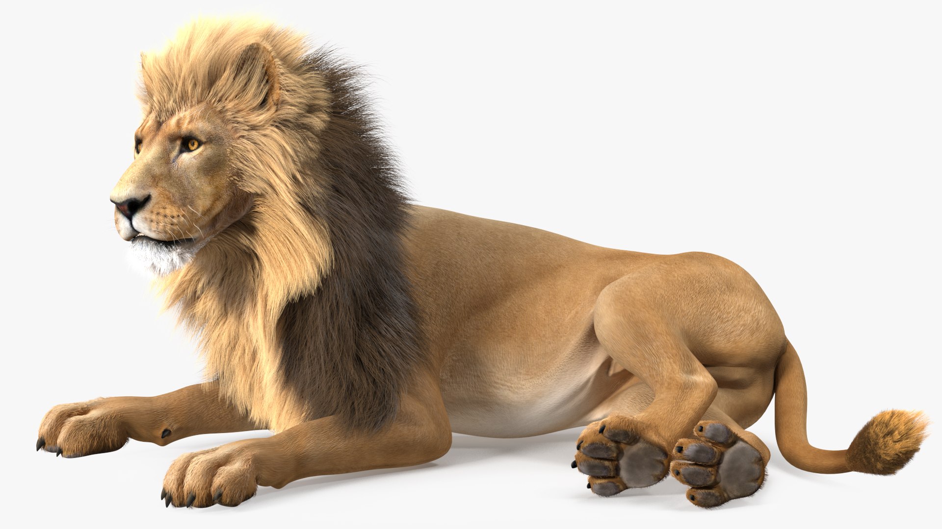 Male Lion Fur Rigged 3D model https://p.turbosquid.com/ts-thumb/rm/aGgjI4/NU/malelionfurriggedvray3dmodel016/jpg/1625040889/1920x1080/fit_q87/e9b632ac575df63a560e0c51bb2cc2ac9f2b46d2/malelionfurriggedvray3dmodel016.jpg