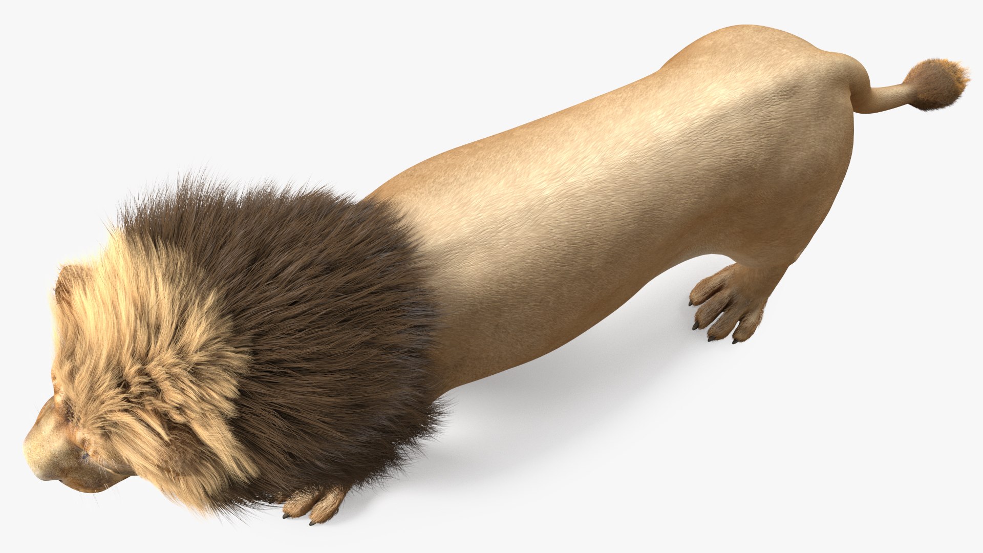 Male Lion Fur Rigged 3D model https://p.turbosquid.com/ts-thumb/rm/aGgjI4/R0/malelionfurriggedvray3dmodel023/jpg/1625040908/1920x1080/fit_q87/60fb12f45076d6520b590f5daf467d6d44106bb5/malelionfurriggedvray3dmodel023.jpg