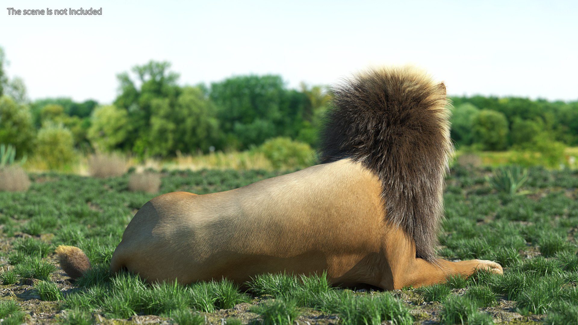 Male Lion Fur Rigged 3D model https://p.turbosquid.com/ts-thumb/rm/aGgjI4/TS/malelionfurriggedvray3dmodel005/jpg/1625040863/1920x1080/fit_q87/675fba7ccf58e08142b06af06f2120cacddf6948/malelionfurriggedvray3dmodel005.jpg