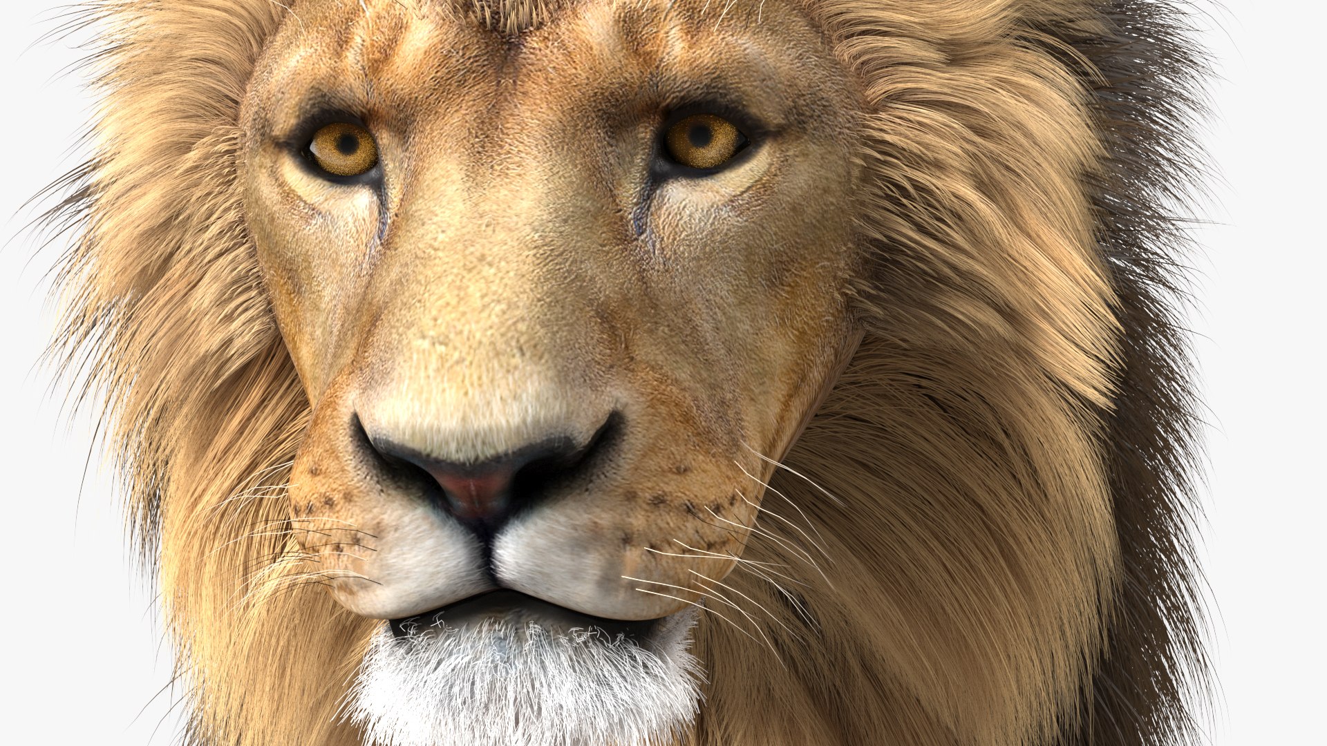 Male Lion Fur Rigged 3D model https://p.turbosquid.com/ts-thumb/rm/aGgjI4/UB/malelionfurriggedvray3dmodel019/jpg/1625040896/1920x1080/fit_q87/7380d859458417ffeb88f9cf1e35d5766f2f8a41/malelionfurriggedvray3dmodel019.jpg