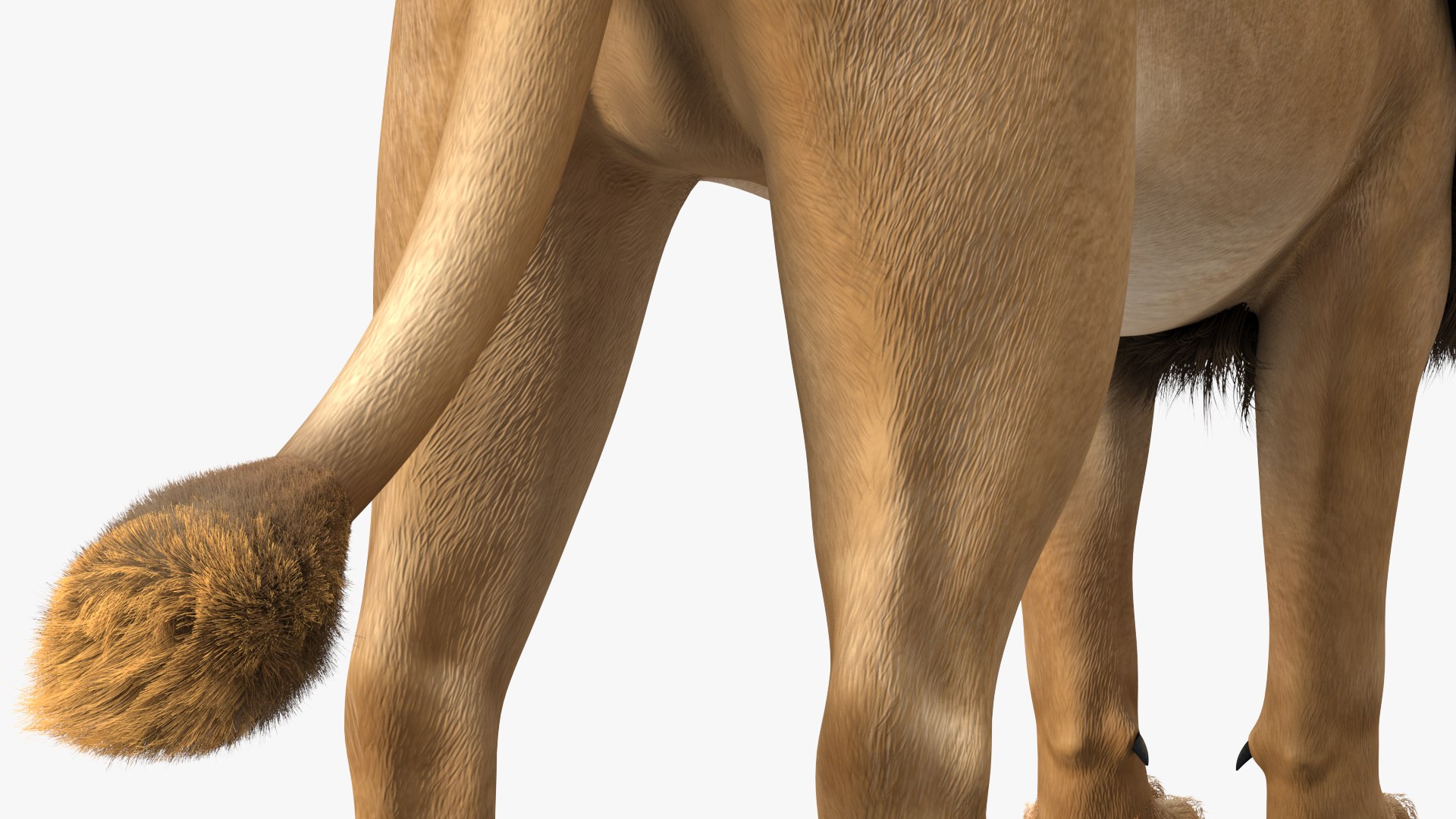 Male Lion Fur Rigged 3D model https://p.turbosquid.com/ts-thumb/rm/aGgjI4/Uk/malelionfurriggedvray3dmodel027/jpg/1625040921/1920x1080/fit_q87/39149ff5e833fc40d4ba2e042be12909f1555507/malelionfurriggedvray3dmodel027.jpg