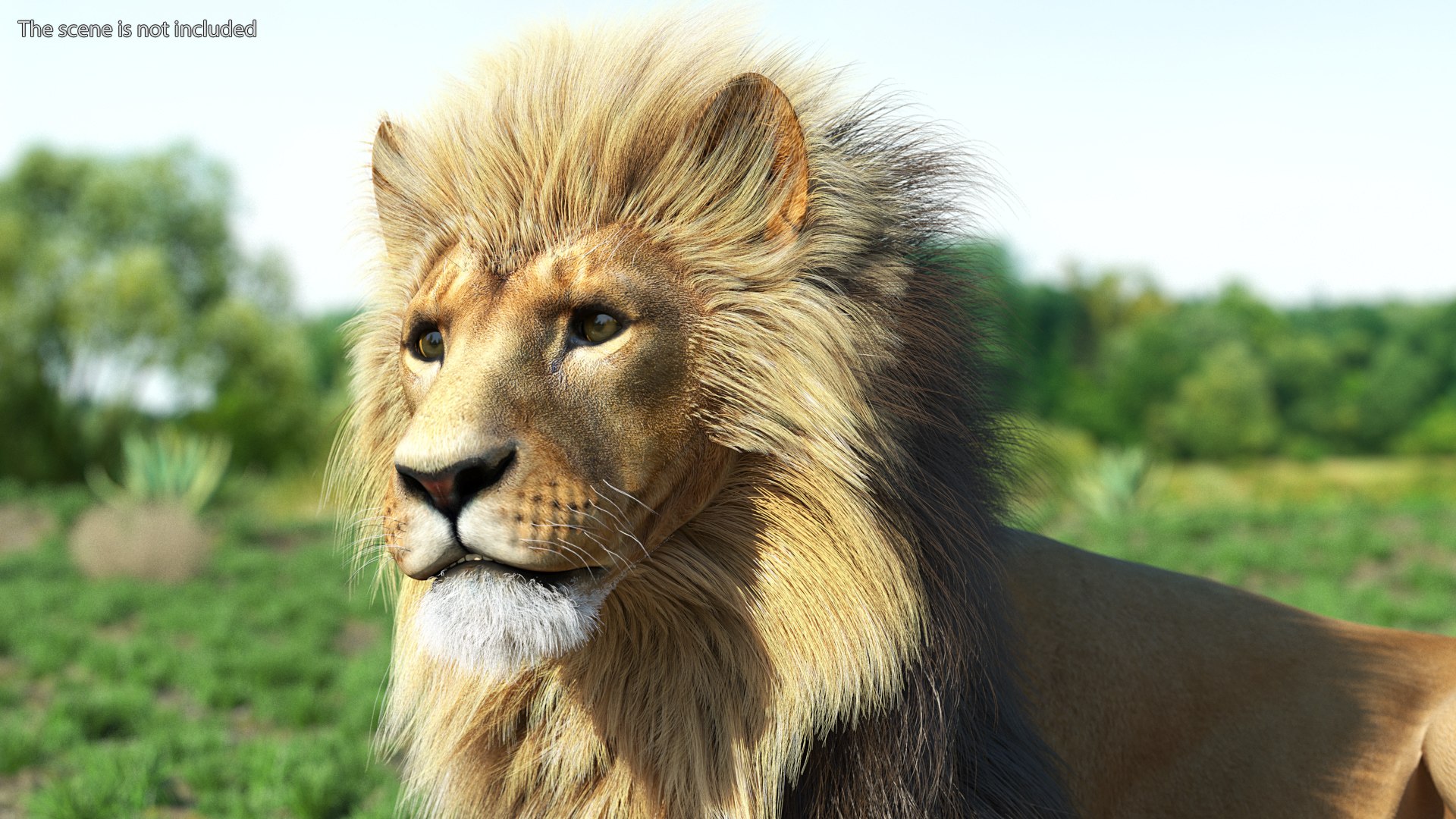 Male Lion Fur Rigged 3D model https://p.turbosquid.com/ts-thumb/rm/aGgjI4/bS/malelionfurriggedvray3dmodel007/jpg/1625040867/1920x1080/fit_q87/f54239536595e5dd5054d8f5ee7817dd776f36f4/malelionfurriggedvray3dmodel007.jpg