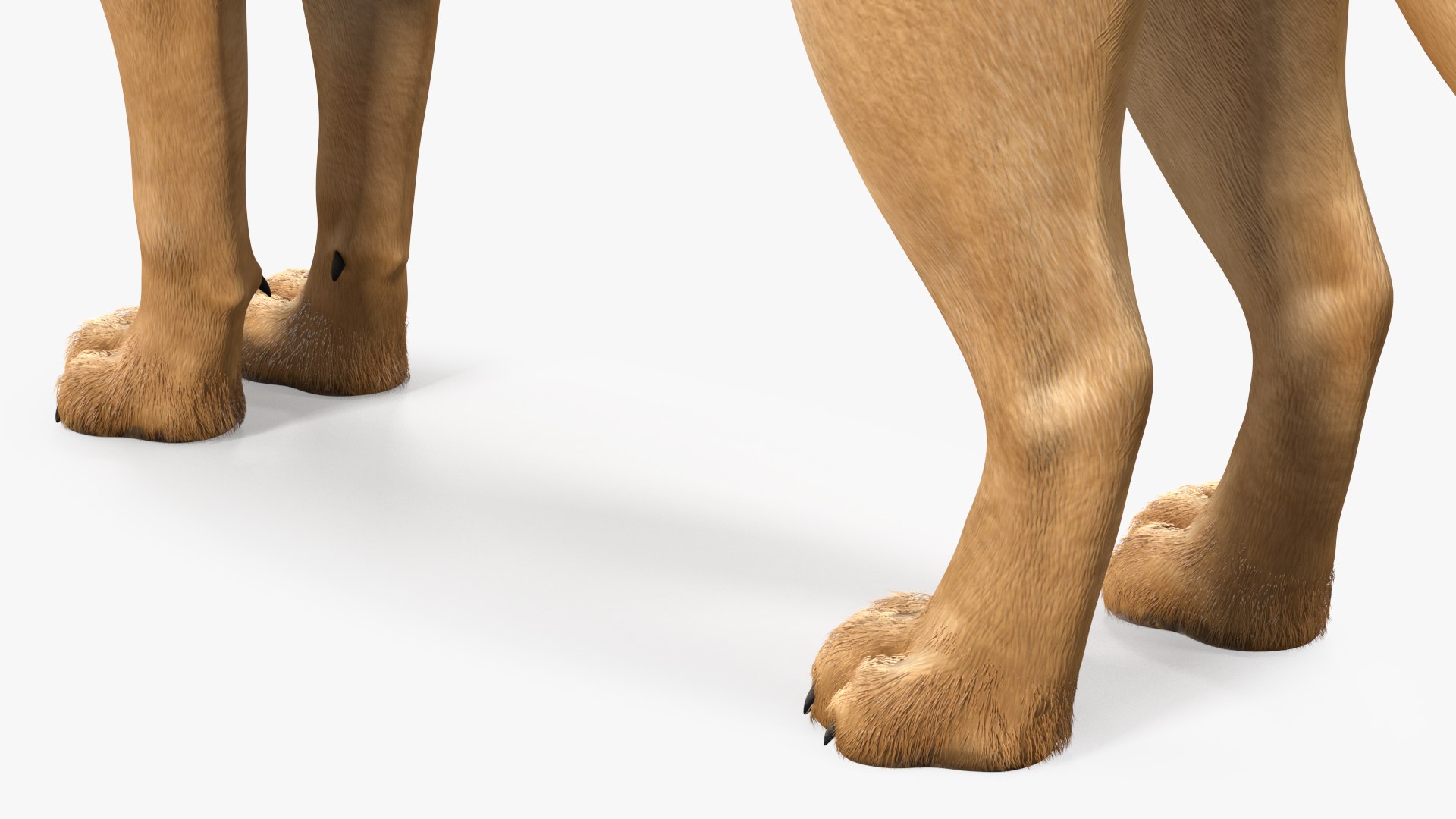 Male Lion Fur Rigged 3D model https://p.turbosquid.com/ts-thumb/rm/aGgjI4/eh/malelionfurriggedvray3dmodel025/jpg/1625040915/1920x1080/fit_q87/4a268d1c427bbd32fc8f6f2f65a021a7438775d6/malelionfurriggedvray3dmodel025.jpg