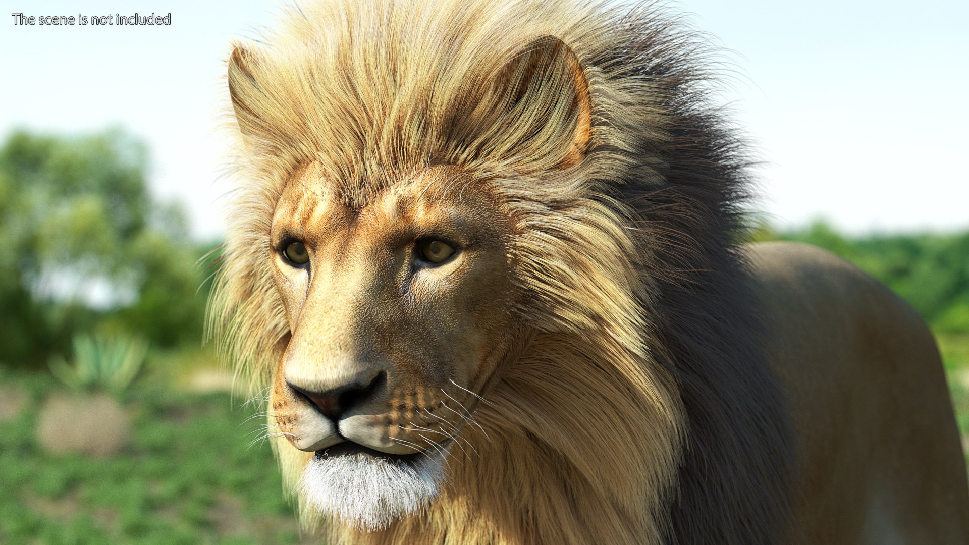 Male Lion Fur Rigged 3D model https://p.turbosquid.com/ts-thumb/rm/aGgjI4/h8/malelionfurriggedvray3dmodel006/jpg/1625040865/1920x1080/fit_q87/8e0c6a7e8fa67320d421341a7b4051af7c995a73/malelionfurriggedvray3dmodel006.jpg