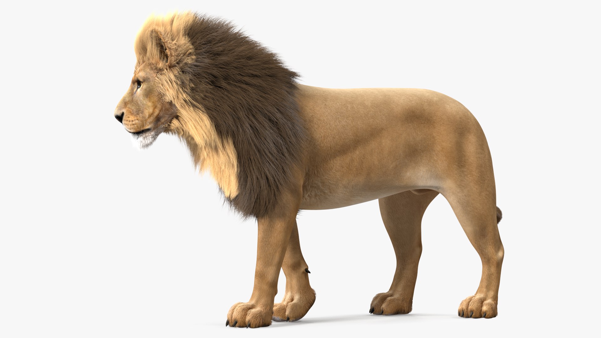 Male Lion Fur Rigged 3D model https://p.turbosquid.com/ts-thumb/rm/aGgjI4/ji/malelionfurriggedvray3dmodel013/jpg/1625040882/1920x1080/fit_q87/87c6cb2ec78e54080c540eef083308fe477b45f0/malelionfurriggedvray3dmodel013.jpg