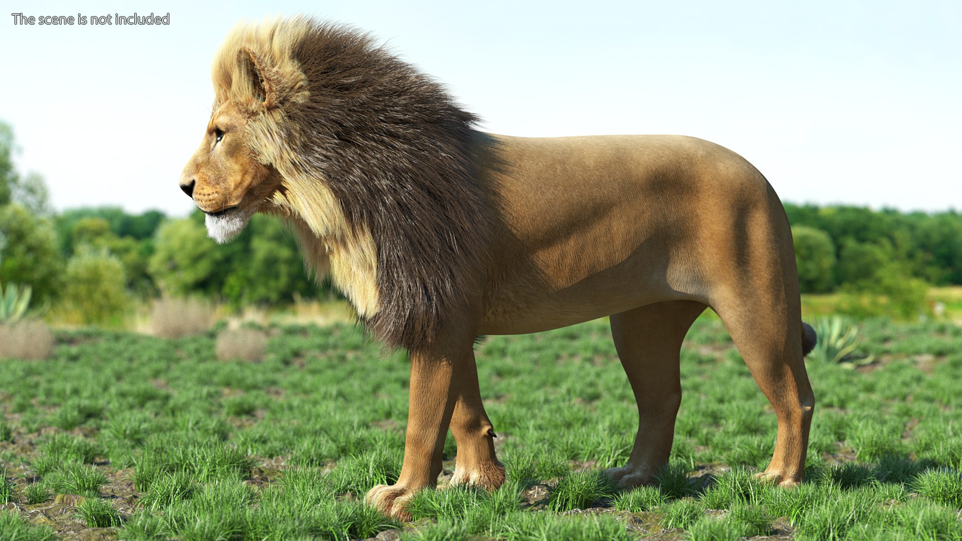 Male Lion Fur Rigged 3D model https://p.turbosquid.com/ts-thumb/rm/aGgjI4/lY/malelionfurriggedvray3dmodel002/jpg/1625040856/1920x1080/fit_q87/beabba748c1b94beb2fad8d9343f0099f66ed1c4/malelionfurriggedvray3dmodel002.jpg