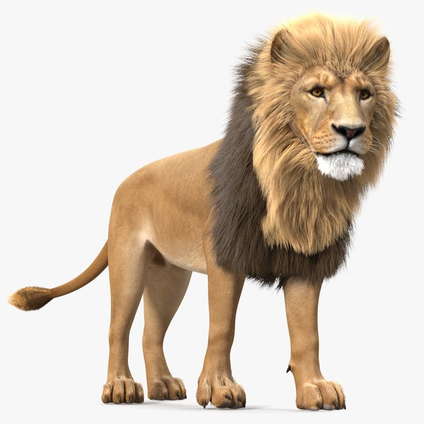 Male Lion Fur Rigged 3D model