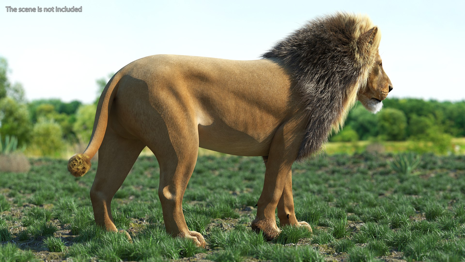 Male Lion Fur Rigged 3D model https://p.turbosquid.com/ts-thumb/rm/aGgjI4/qm/malelionfurriggedvray3dmodel003/jpg/1625040859/1920x1080/fit_q87/b3903b199baaf53701410f35ac385a97fe0d2124/malelionfurriggedvray3dmodel003.jpg
