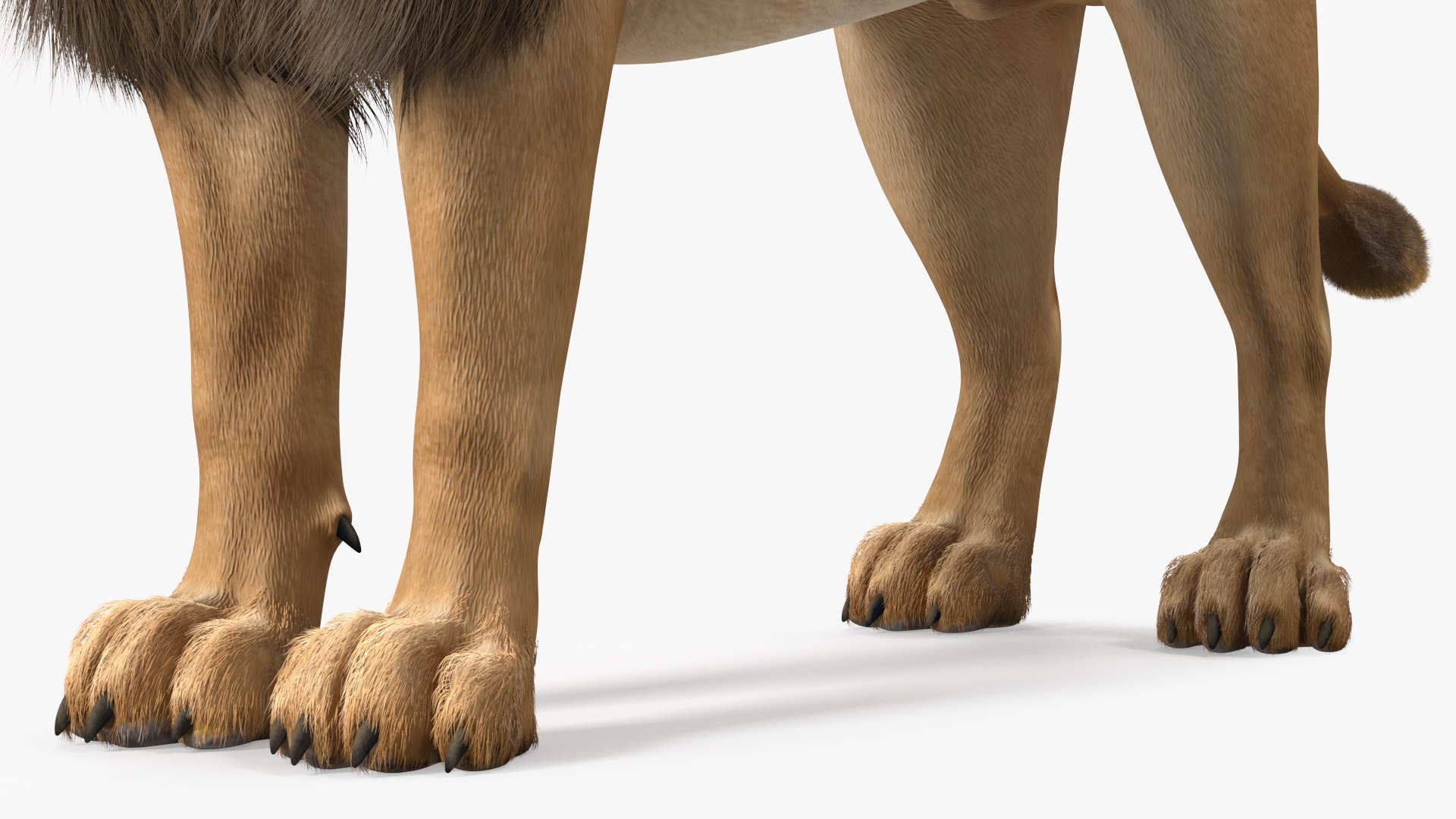 Male Lion Fur Rigged 3D model https://p.turbosquid.com/ts-thumb/rm/aGgjI4/vH/malelionfurriggedvray3dmodel026/jpg/1625040919/1920x1080/fit_q87/a2151912c82145bc3ebe03c27db7b92a3b915e31/malelionfurriggedvray3dmodel026.jpg