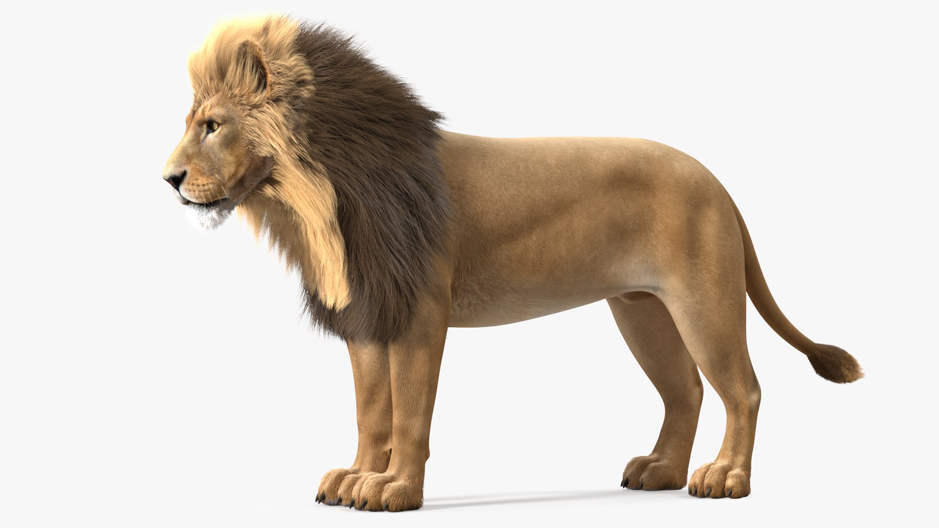 Male Lion Fur Rigged 3D model https://p.turbosquid.com/ts-thumb/rm/aGgjI4/w5/malelionfurriggedvray3dmodel012/jpg/1625040880/1920x1080/fit_q87/29a0629f8afcffb7d801757f27a1e4404b4ae807/malelionfurriggedvray3dmodel012.jpg