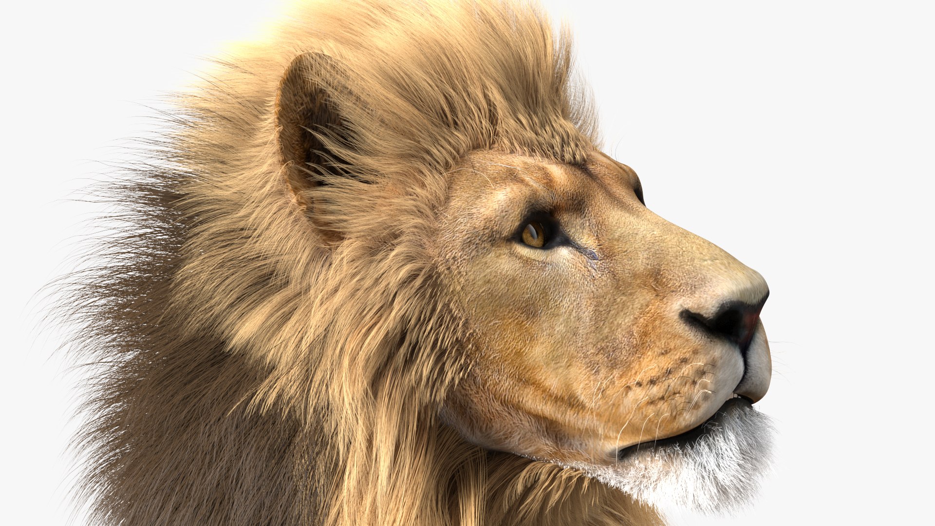 Male Lion Fur Rigged 3D model https://p.turbosquid.com/ts-thumb/rm/aGgjI4/wH/malelionfurriggedvray3dmodel020/jpg/1625040899/1920x1080/fit_q87/a34ae0546052cc8c05ec1fa688841cd23c4852dc/malelionfurriggedvray3dmodel020.jpg