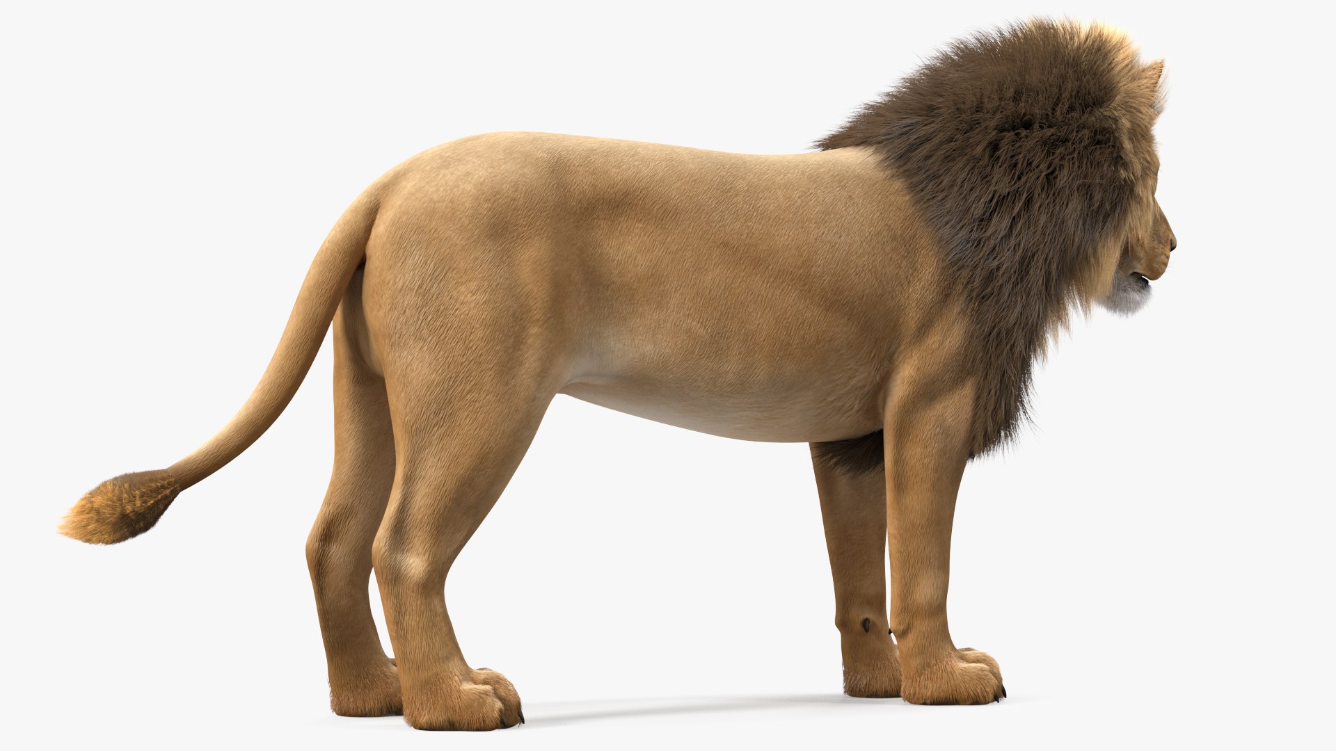 Male Lion Fur Rigged 3D model https://p.turbosquid.com/ts-thumb/rm/aGgjI4/wo/malelionfurriggedvray3dmodel014/jpg/1625040884/1920x1080/fit_q87/91eb87620bb21116a84d5cdbf10c887c89b4586d/malelionfurriggedvray3dmodel014.jpg