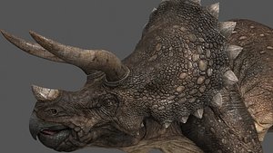 triceratops animations 3D model