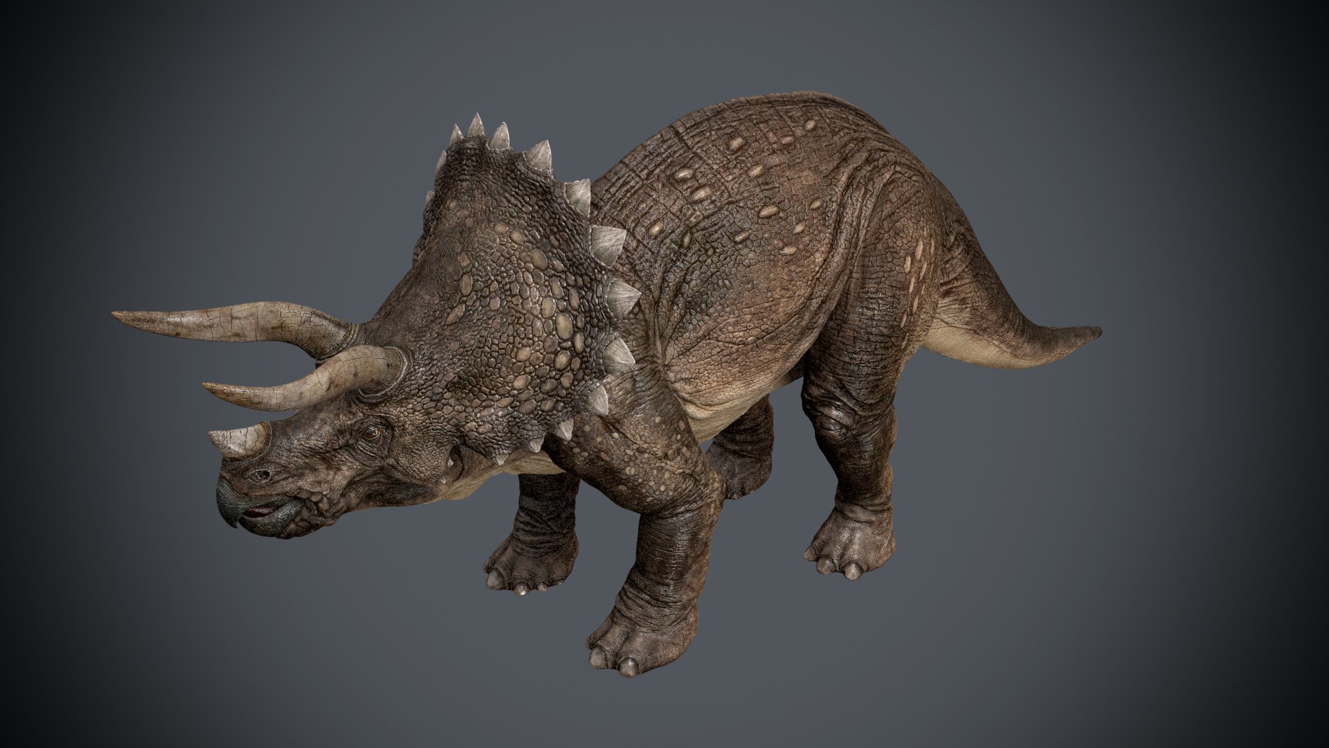 triceratops animations 3D model https://p.turbosquid.com/ts-thumb/rm/fxvhjC/Wpc7jIR7/triceratops_r03/jpg/1524215542/1920x1080/fit_q87/6058d83dc5537017b7e961a22e916075950ba698/triceratops_r03.jpg
