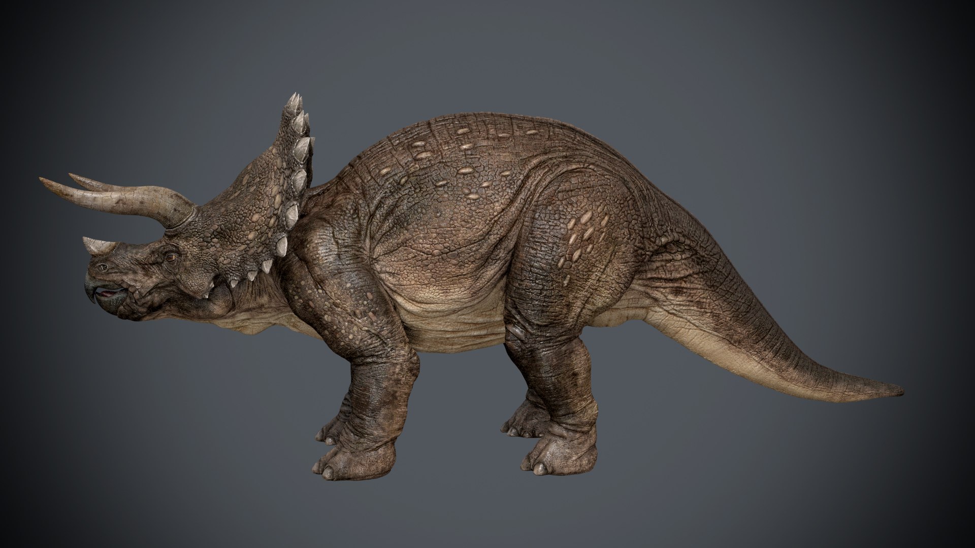 triceratops animations 3D model https://p.turbosquid.com/ts-thumb/rm/fxvhjC/ho3MEtEH/triceratops_r01/jpg/1524215465/1920x1080/fit_q87/68b399fdf206ff21e37d17406ed2b5d2e18ed01d/triceratops_r01.jpg