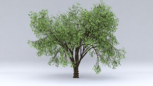 almond hight fruits 3D