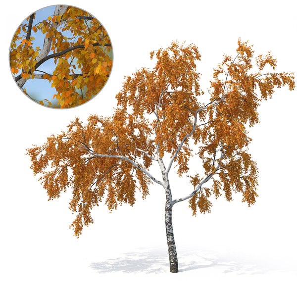 birch tree autumn version 3D model