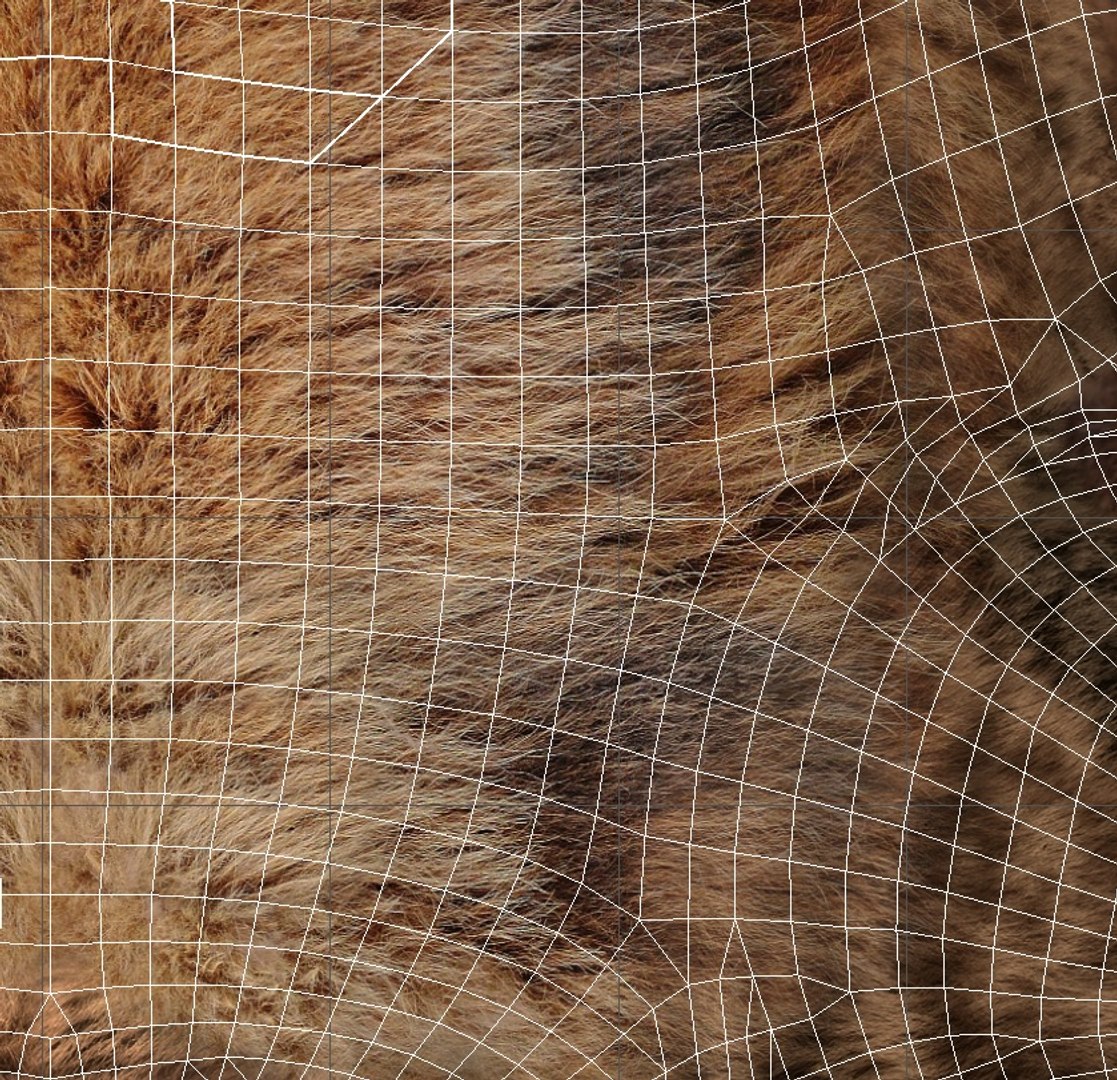 3D Model Grizzly Bear Rig - TurboSquid 2317635