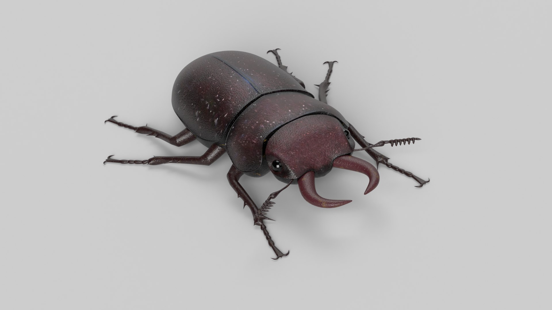 3D Stag Beetle model https://p.turbosquid.com/ts-thumb/rn/8qp24Y/Pq/beetle_images0001/png/1620321870/1920x1080/fit_q87/3d8e776327e07ed4592633adbb09e4a05f949984/beetle_images0001.jpg
