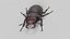 Stag Beetle