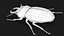 Stag Beetle