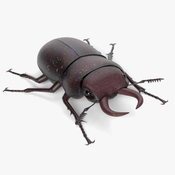 3d stag beetle model