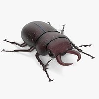 Stag Beetle