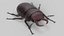 Stag Beetle