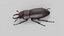 Stag Beetle