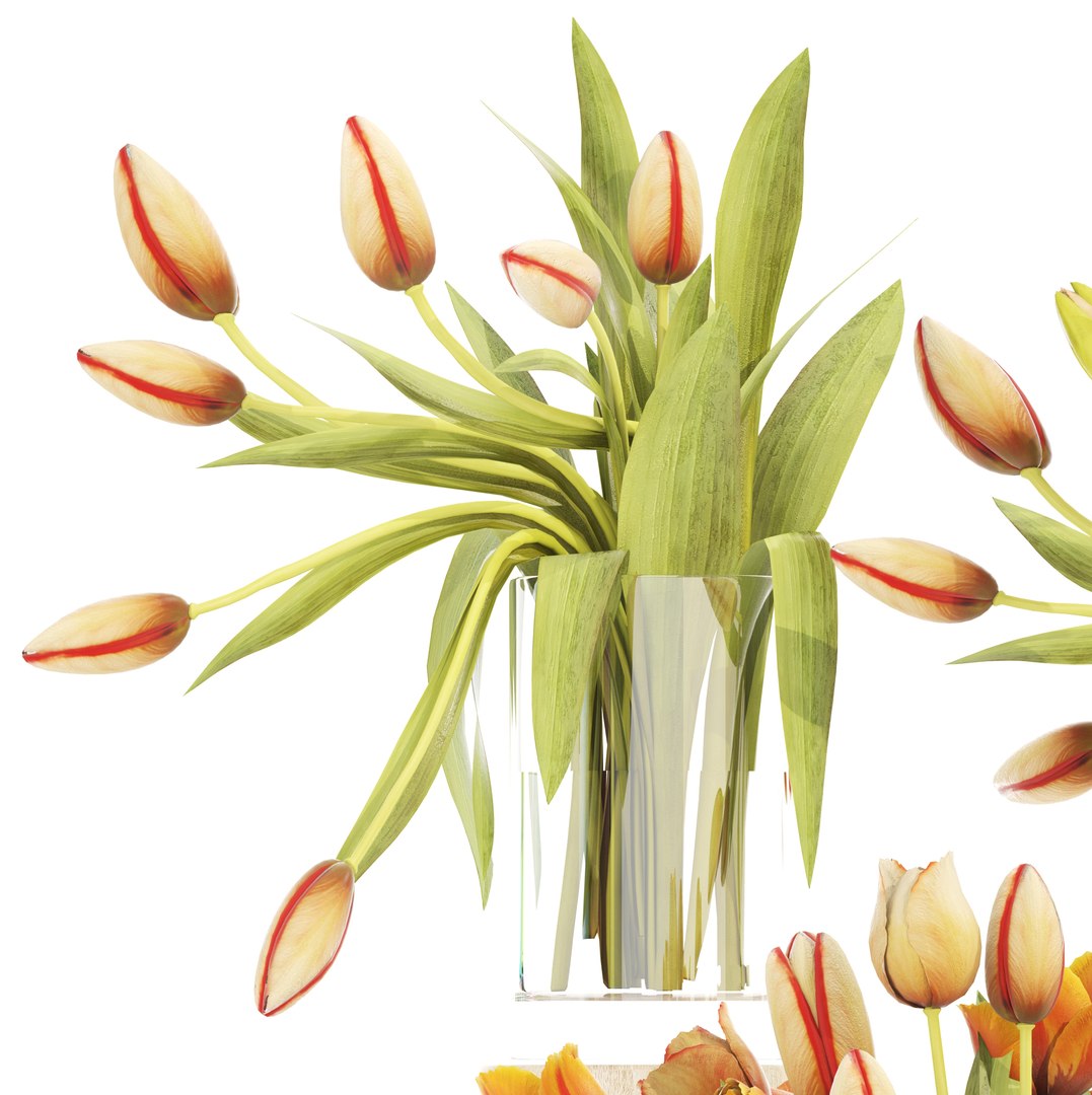 bouquet tulips set model https://p.turbosquid.com/ts-thumb/rn/Be4ySA/C1x9veMn/tulips120301/jpg/1521107933/1920x1080/fit_q87/11d079af0fa46abd5bbcd106519713ee07c13297/tulips120301.jpg