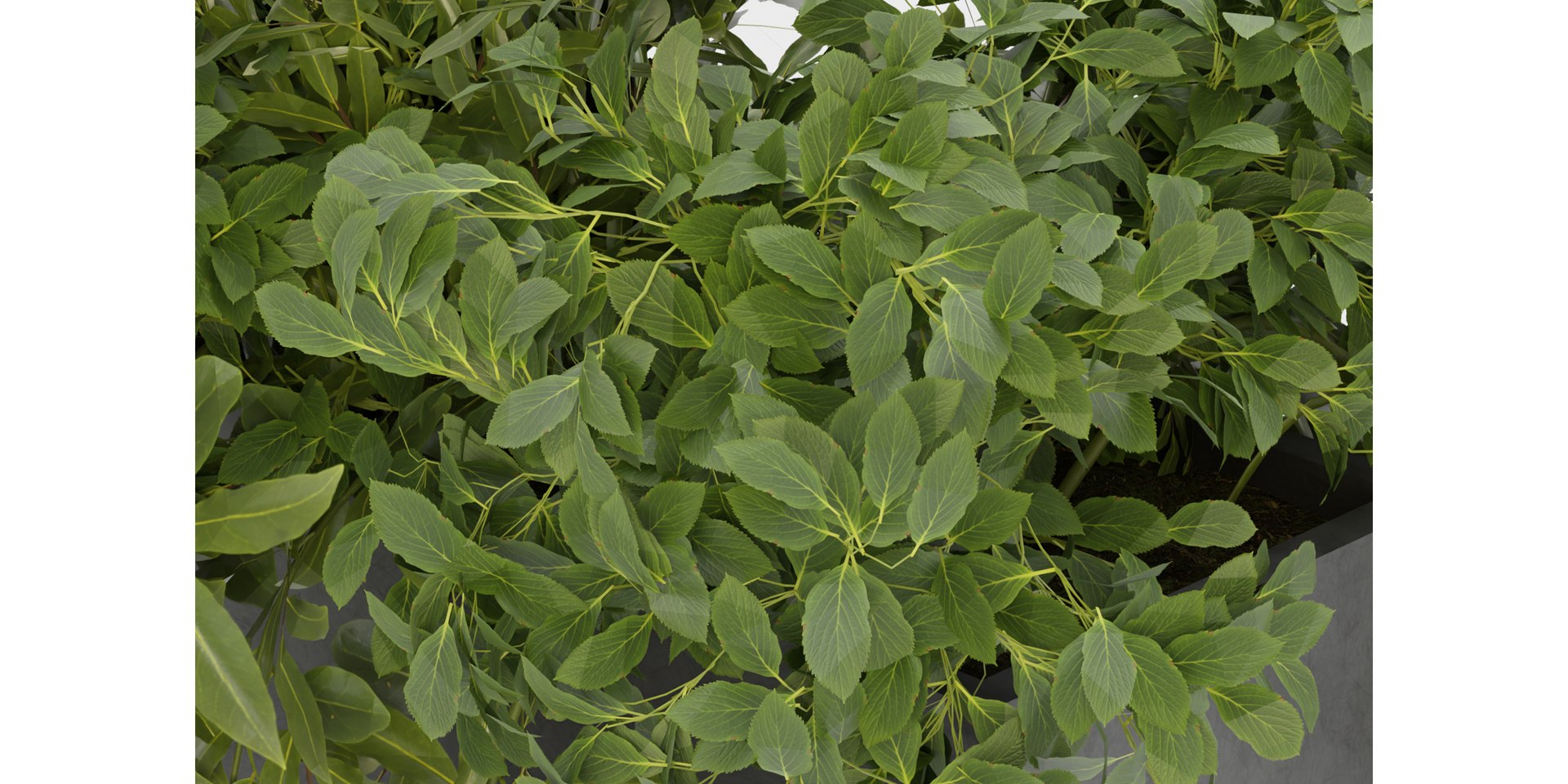 Collection plant vol 354 - blender model 3D model https://p.turbosquid.com/ts-thumb/rn/EPWkox/5d/6/jpg/1688913659/1920x1080/fit_q87/e88e2a6c83e76f0a8021adab6f375affcbc2c863/6.jpg