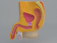 Aparato reproductor masculino_vray.max