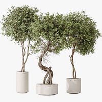 AV Indoor plants set 145 Olive Artificial Olivo Olea Tree
