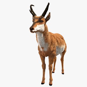 Pronghorn Antilocapra Americana