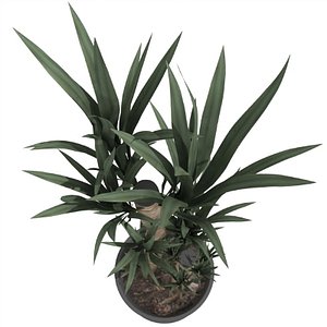 Yucca