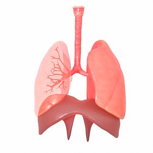 human lungs 3D model