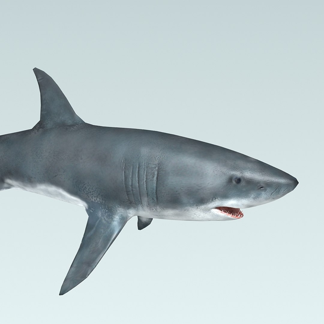 white shark 3d obj https://p.turbosquid.com/ts-thumb/rn/gJKvBD/Exzcusk9/white_shark_render_03/jpg/1369059997/1920x1080/fit_q87/39211b26c8120479249b328a48724beb876e126c/white_shark_render_03.jpg